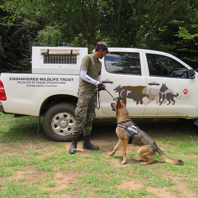 detection dog and handler