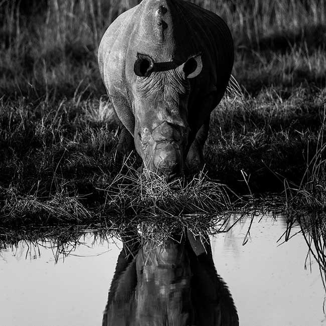 Rhino drinking and reflected in the water