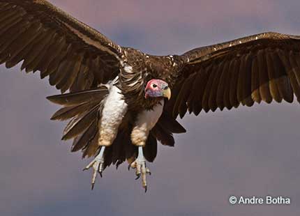 CAPE VULTURE