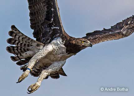 Martial Eagle flying