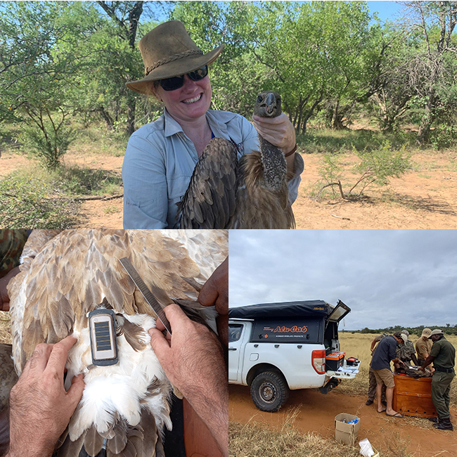 fitting vultures with tracking devices