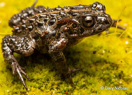 Moonlight Mountain Toadlet