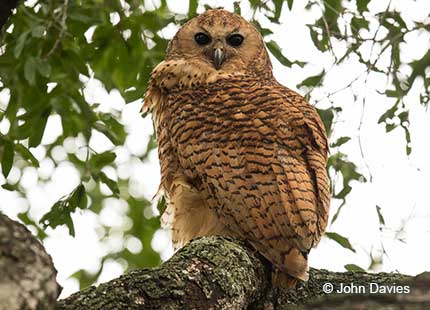 Pels Fishing Owl in tree