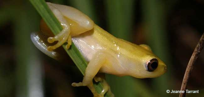 Pickersgill’s Reed Frog (Hyperolius pickersgilli)