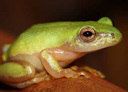 Pickersgill Reed Frog