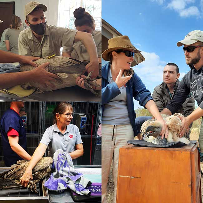 Vulture rescue and rehabilitation 