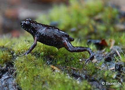 Rough Moss Frog