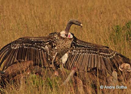 Ruppel’s Vulture