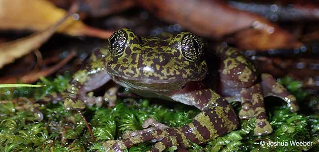 Table Mountain Ghost Frog (Heleophryne rosei)