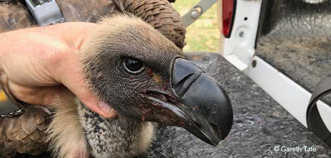 cape vulture head in hand