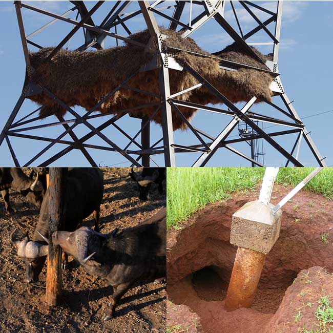 animals interacting with electrical infrastructure