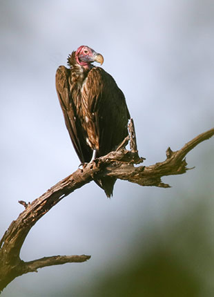 Guide to feeding sites for vultures