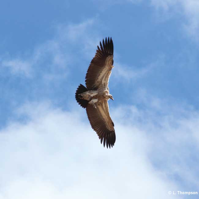 Rampant poisoning poses a deadly risk to vultures in West Africa