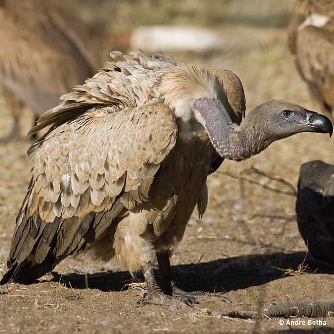 A conservation success story – the return of the majestic Cape Vulture