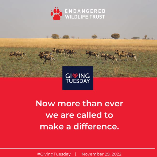 GivingTuesday-website-feature-image GivingTuesday