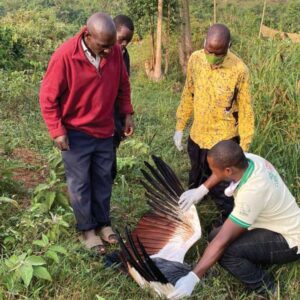 Addressing the impacts of power lines on Grey Crowned Cranes in Lwengo