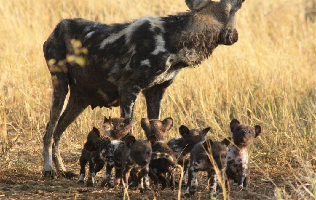 The brave journey of smoke and her pack of african wild dogs