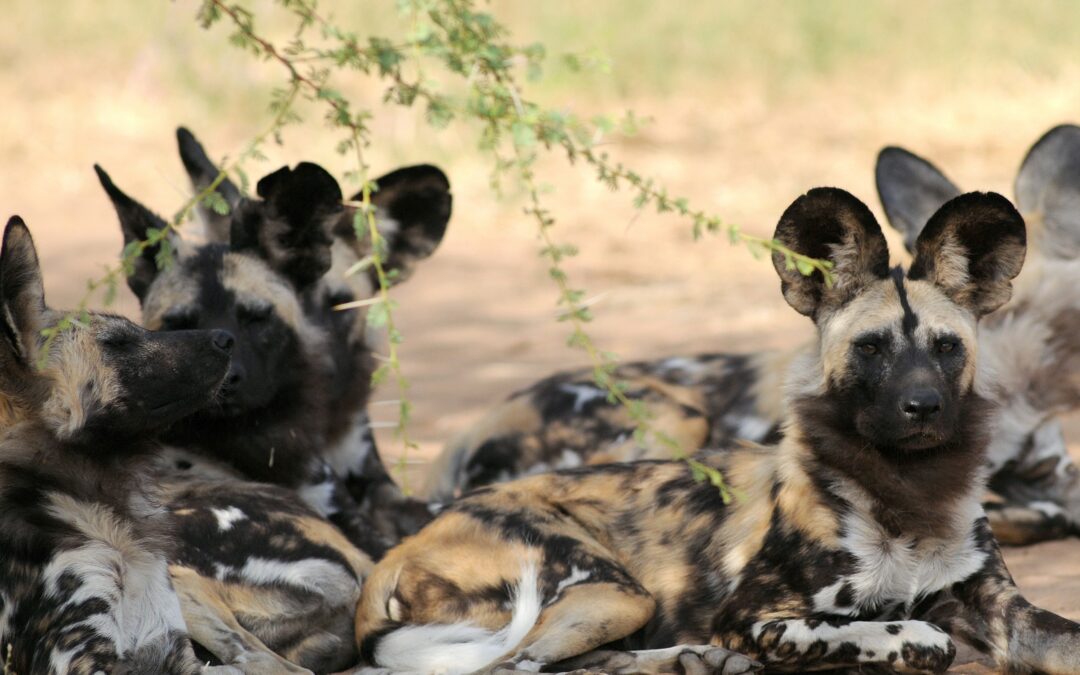 Science Snippet: Wild Dogs – South Africa’s most Endangered carnivore