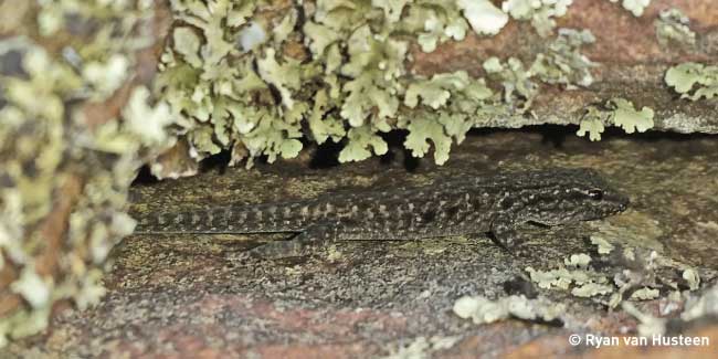 Endemic Cryptic Dwarf Gecko 