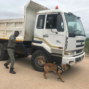 Dog and ranger searching a truck