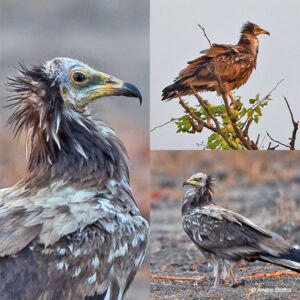 Egyptian Vultures