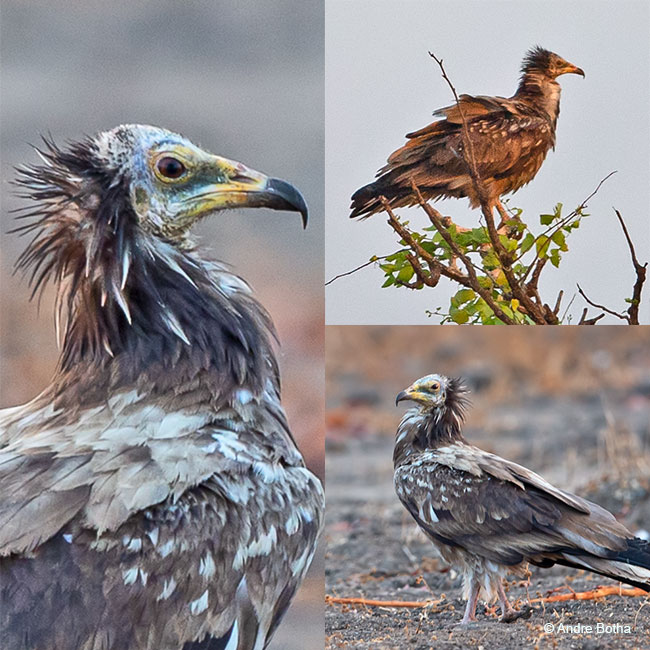 Tale from the field: The first sighting of an Egyptian Vulture in Malawi