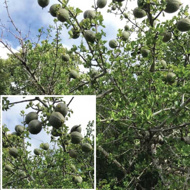 Monkey Orange tree with fruit