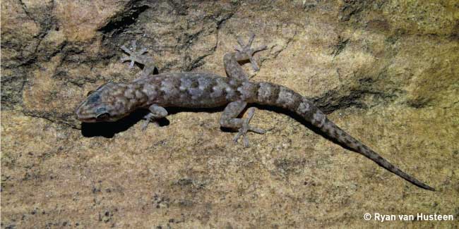 Endemic Pienaar's Flat Gecko 