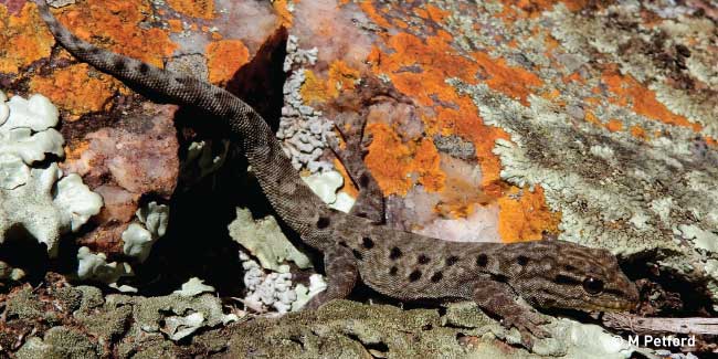 Endemic Soutpansberg Dwarf Gecko