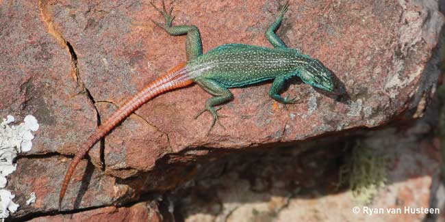 Endemic Soutpansberg Flat Lizard