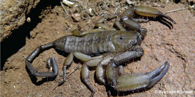 Endemic Soutpansberg-Hadogenes-scorpion