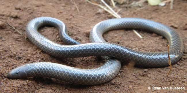 Endemic Soutpansberg Purple-glossed Snake