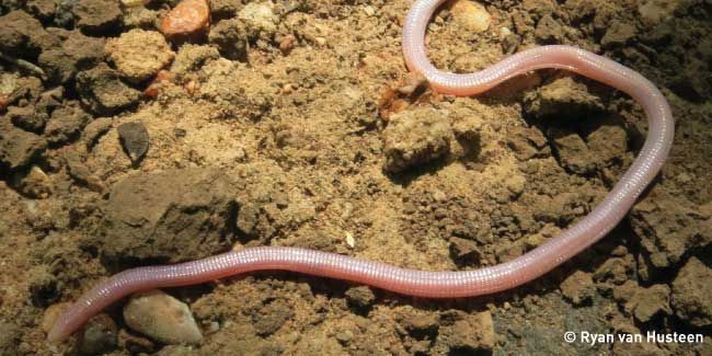 Endemic Soutpansberg Worm Lizard 