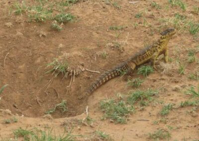 sungazer lizard and burrow