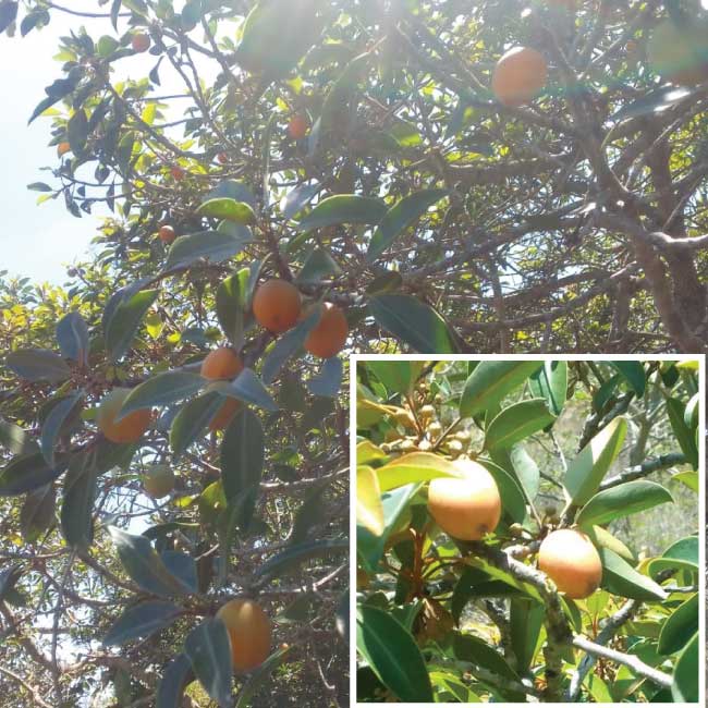 Stem Fruit Tree