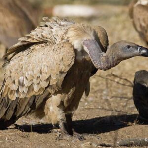 A conservation success story – the return of the majestic Cape Vulture