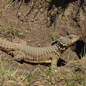 Sungazer Lizard outside burrow