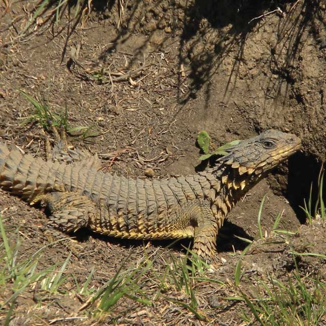 Saving species through habitat conservation: Sungazers