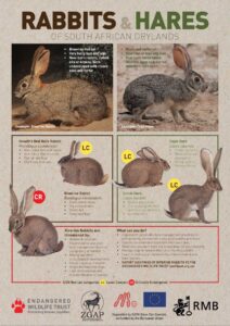 Poster identifying South African Dryland rabbits and hares