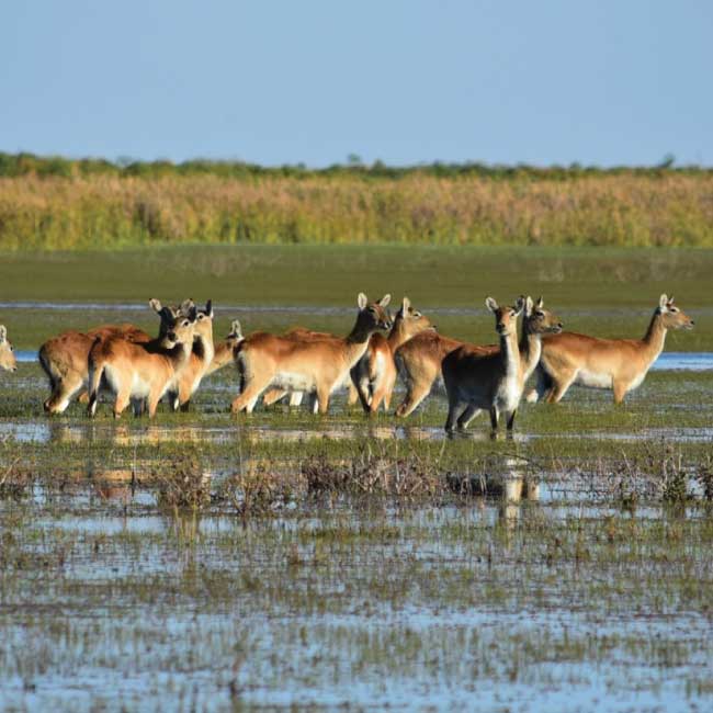 Kafue Lechwe numbers on a steep decline on the flats