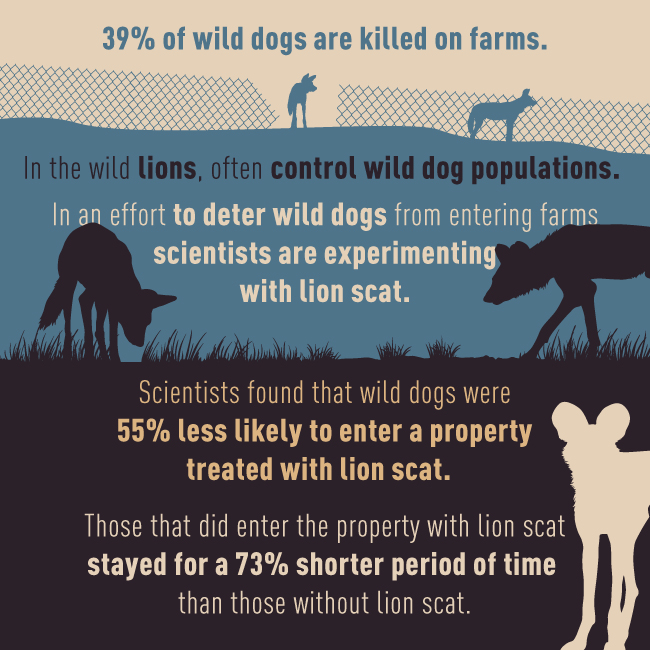 infographic on Wild Dogs