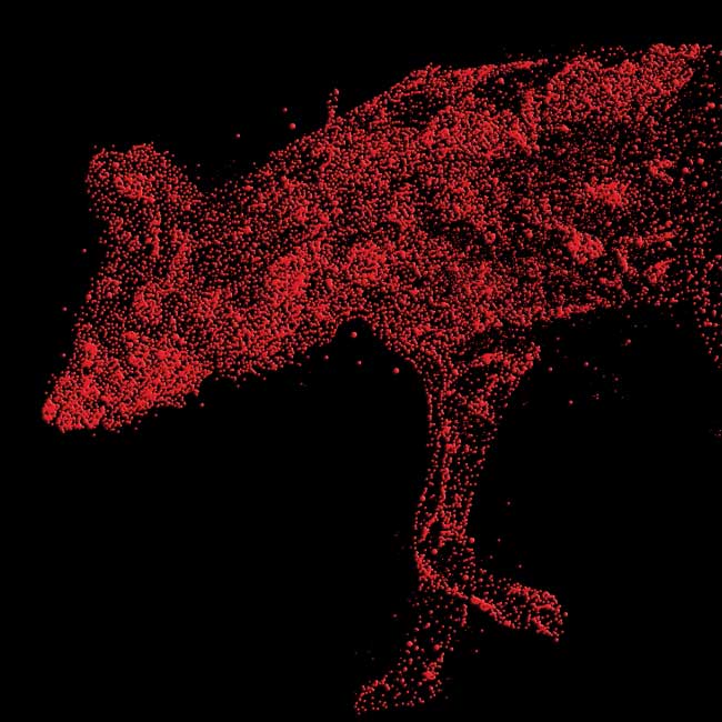 Science Snippets: Wild Dogs steer clear of lion scat