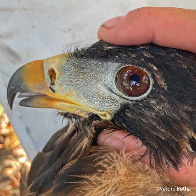 Adventurous Bateleur astounds conservationists