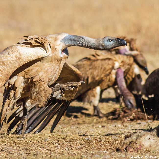 Raptors and human health