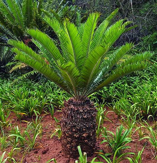 Encarphalatos Cycad trunk is cylindrical