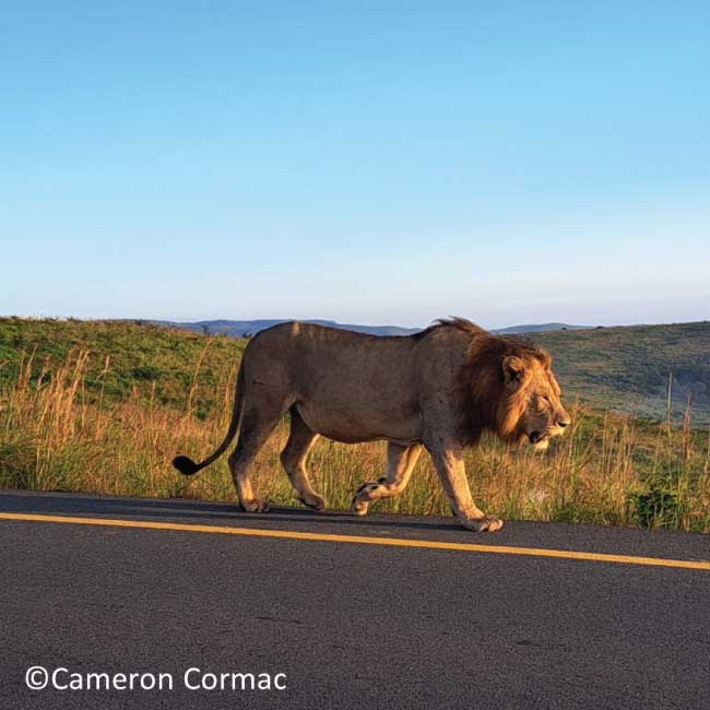 Tale from the field – The impact of roads through Zululand’s protected areas