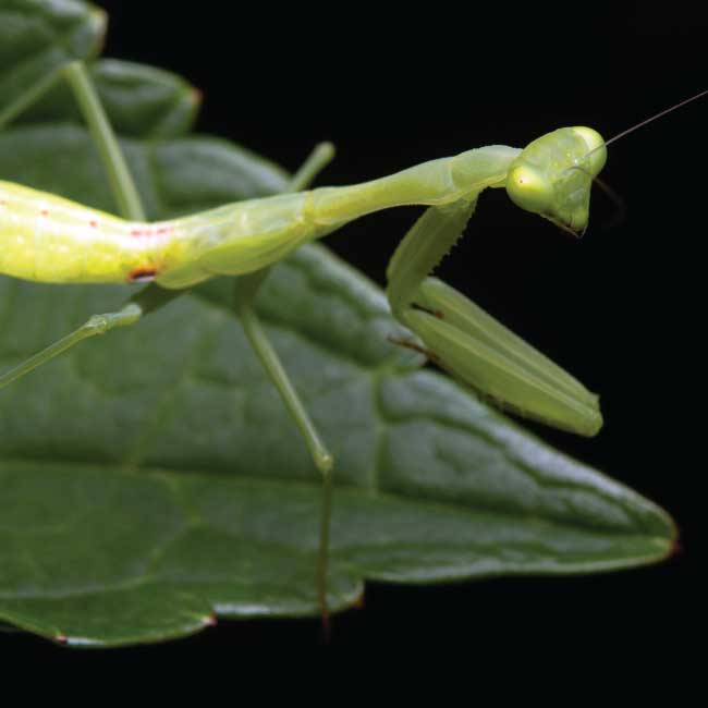 Hunting the hunter: for the love of Mantids