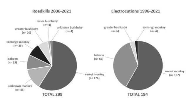 Graph showing the comparison of South Africa’s primate roadkill and electrocution mortalities