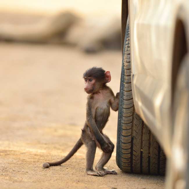 Science Snippets: The impact of roads and powerlines on South Africa’s primates