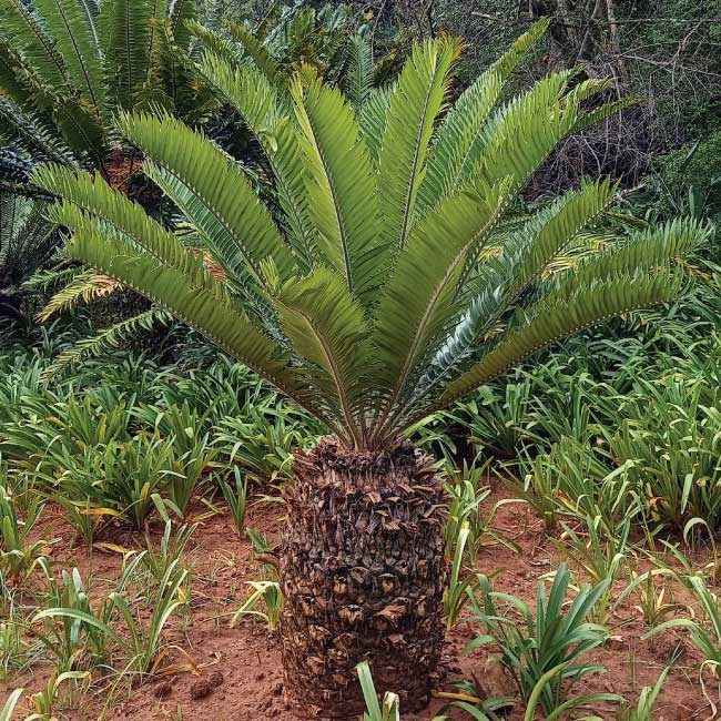 Cycads: Prehistoric plants in peril